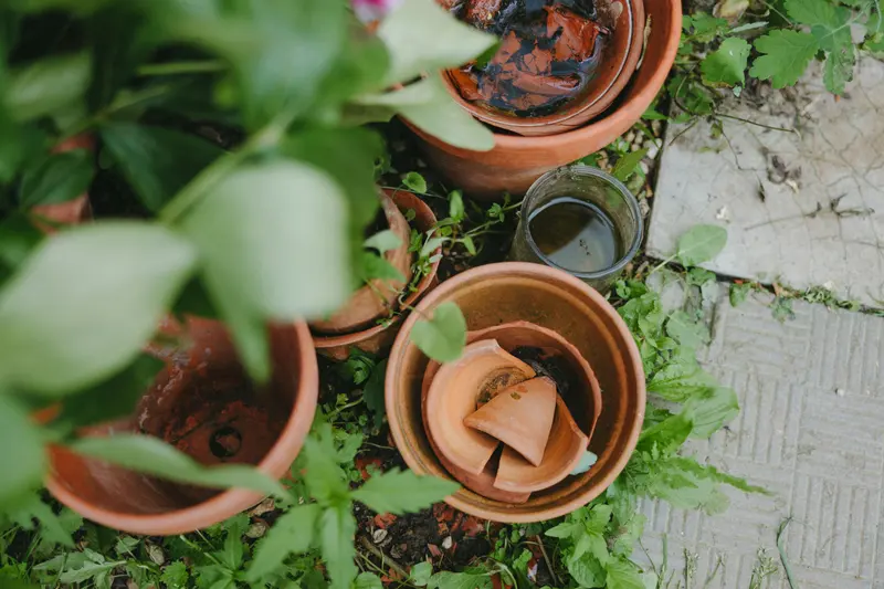 Broken terracotta pots and shards among potted plants, seen from above.